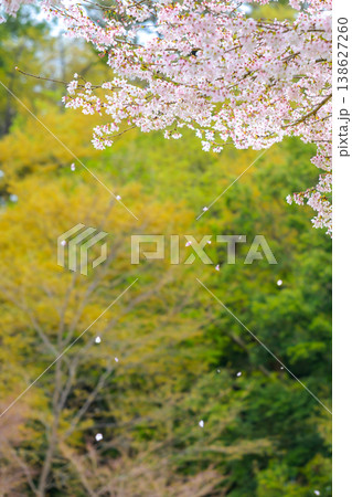 散る桜 138627260