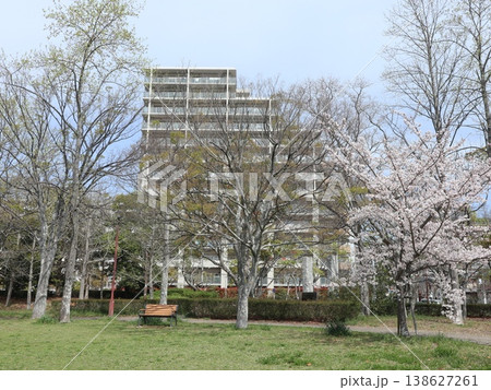 神戸市　西区　西神中央　西神中央公園　桜　他 138627261