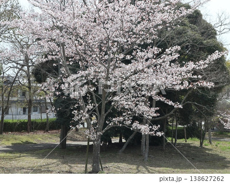神戸市　西区　西神中央　西神中央公園　桜　他 138627262