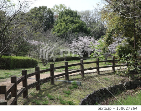 神戸市　西区　西神中央　西神中央公園　桜　他 138627264