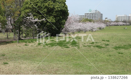 神戸市 西区 西神中央 西神中央公園 桜 他 神戸市 西区 西神中央 西神中央公園 桜 他 138627266