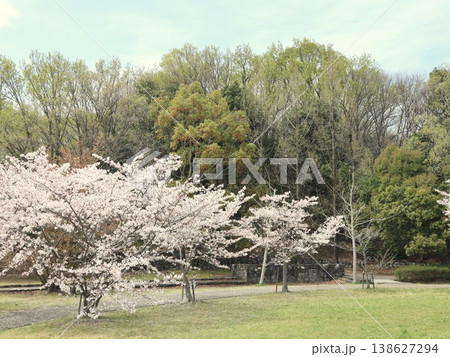 神戸市 西区 西神中央 西神中央公園 桜 他 神戸市 西区 西神中央 西神中央公園 桜 他 138627294