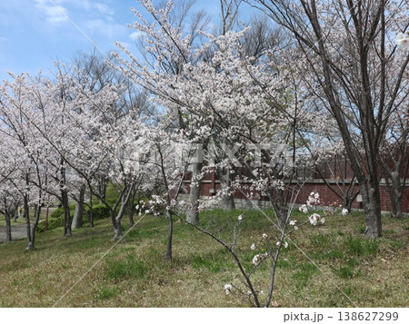 神戸市 西区 西神中央 西神中央公園 桜 他 神戸市 西区 西神中央 西神中央公園 桜 他 138627299
