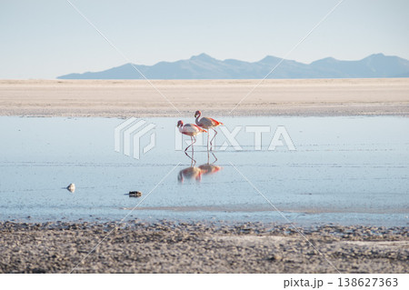 flamingos at salt flats 138627363