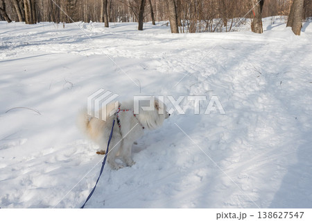 A Samoyed dog poops during a winter walk. A Samoyed dog poops during a winter walk. 138627547
