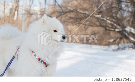Fluffy samoyed dog sitting in sunny winter snow.  138627549