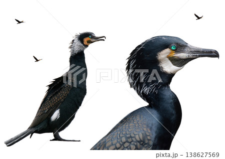 cormorant with spread wings isolated on white background 138627569