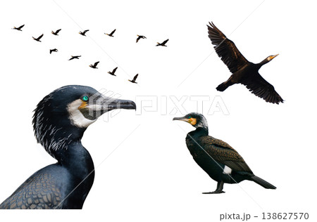 cormorant with spread wings isolated on white background cormorant with spread wings isolated on white background 138627570