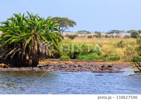 Group of hippos (Hippopotamus amphibius) in a river in Serengeti National Park, Tanzania. Wildlife of Africa 138627586