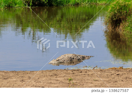 Nile Crocodile (Crocodylus niloticus) in river in Serengeti National Park, Tanzania. Wildlife of Africa 138627587