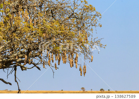 Sausage tree (Kigelia africana) in Serengeti national park, Tanzania 138627589