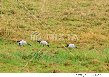 African sacred ibises (Threskiornis aethiopicus) in Ngorongoro crater national park, Tanzania African sacred ibises (Threskiornis aethiopicus) in Ngorongoro crater national park, Tanzania 138627596