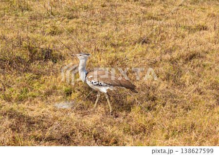Kori bustard (Ardeotis kori) walking in dry savannah in Serengeti National Park, Tanzania Kori bustard (Ardeotis kori) walking in dry savannah in Serengeti National Park, Tanzania 138627599