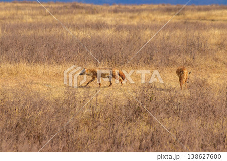 Two jackals walking in dry savannah in Ngorongoro crater national park, Tanzania 138627600