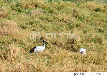 African sacred ibises (Threskiornis aethiopicus) in Ngorongoro crater national park, Tanzania African sacred ibises (Threskiornis aethiopicus) in Ngorongoro crater national park, Tanzania 138627603