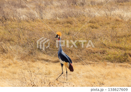 Grey crowned crane (Balearica Regulorum) in Ngorongoro crater national park, Tanzania. Wildlife of Africa 138627609