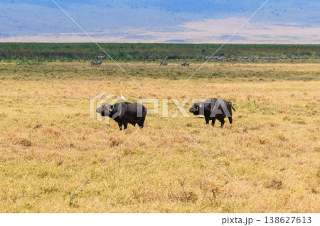 African buffalos or Cape buffalos (Syncerus caffer) in Ngorongoro Crater National Park in Tanzania. Wildlife of Africa African buffalos or Cape buffalos (Syncerus caffer) in Ngorongoro Crater National Park in Tanzania. Wildlife of Africa 138627613