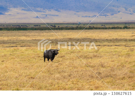African buffalo or Cape buffalo (Syncerus caffer) in Ngorongoro Crater National Park in Tanzania. Wildlife of Africa African buffalo or Cape buffalo (Syncerus caffer) in Ngorongoro Crater National Park in Tanzania. Wildlife of Africa 138627615
