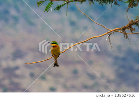Swallow-tailed bee-eater (Merops hirundineus) perched on a twig in Ngorongoro conservation area, Tanzania. Wildlife of Africa Swallow-tailed bee-eater (Merops hirundineus) perched on a twig in Ngorongoro conservation area, Tanzania. Wildlife of Africa 138627616