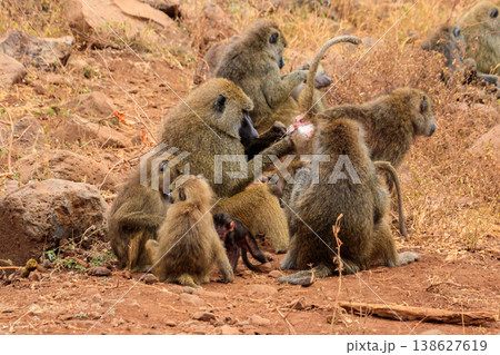 Group of olive baboons (Papio anubis), also called the Anubis baboons, in Lake Manyara National Park in Tanzania Group of olive baboons (Papio anubis), also called the Anubis baboons, in Lake Manyara National Park in Tanzania 138627619