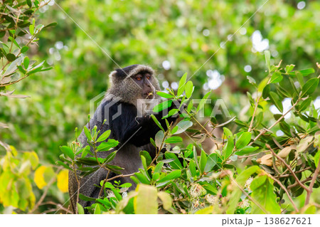 Blue monkey or diademed monkey (Cercopithecus mitis) on a tree in Lake Manyara National Park in Tanzania Blue monkey or diademed monkey (Cercopithecus mitis) on a tree in Lake Manyara National Park in Tanzania 138627621