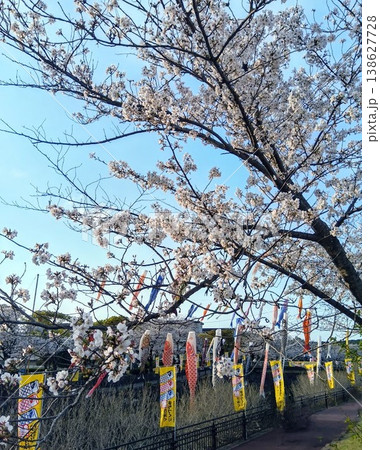 川沿いの満開の桜と鯉のぼり 138627728
