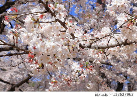 大宮公園 満開の桜 大宮公園 満開の桜 138627962