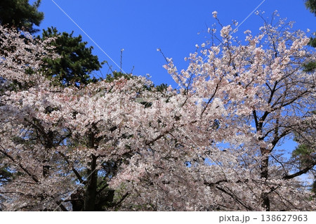大宮公園 満開の桜 大宮公園 満開の桜 138627963