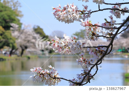 大宮公園 満開の桜 大宮公園 満開の桜 138627967