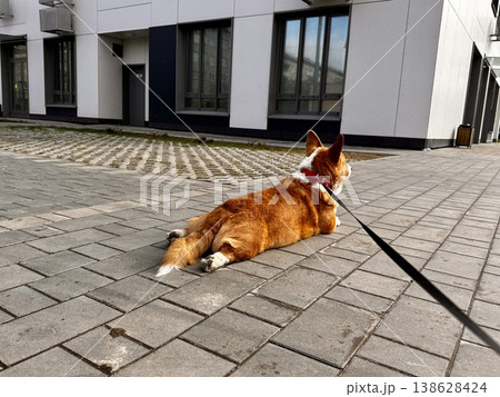 Happy ginger Welsh corgi in overalls on a walk Happy ginger Welsh corgi in overalls on a walk 138628424