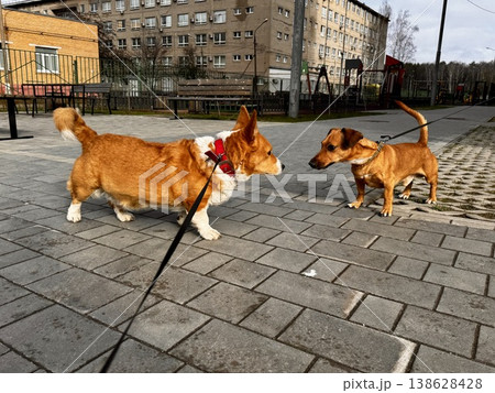 Happy ginger Welsh corgi in overalls on a walk Happy ginger Welsh corgi in overalls on a walk 138628428