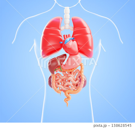 3D human body internal organs anatomy model - thyroid, heart, lungs, stomach, liver, kidneys, intestines on blue render background. Thoracic and abdominal cavity for medical education. 3D illustration 3D human body internal organs anatomy model - thyroid, heart, lungs, stomach, liver, kidneys, intestines on blue render background. Thoracic and abdominal cavity for medical education. 3D illustration 138628545