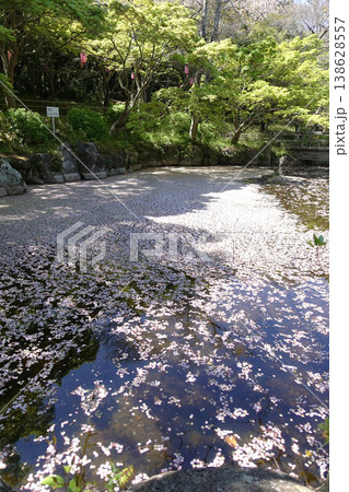 高浜市大山緑地公園の桜 高浜市大山緑地公園の桜 138628557
