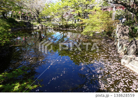 高浜市大山緑地公園の桜 高浜市大山緑地公園の桜 138628559