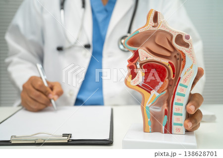 Asian doctor with nasal oral throat cavity neck human anatomy model for study diagnosis and treatment in hospital. Asian doctor with nasal oral throat cavity neck human anatomy model for study diagnosis and treatment in hospital. 138628701