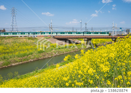 東高瀬川堤防に咲く菜の花 京都市伏見区 東高瀬川堤防に咲く菜の花 京都市伏見区 138628874