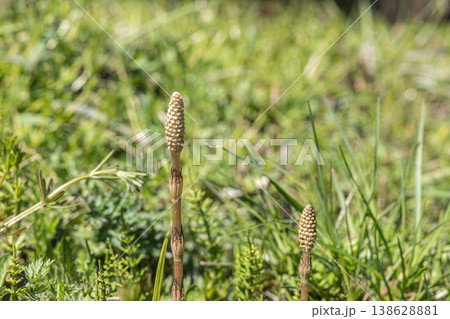 春の野原に生える草　ツクシ 138628881