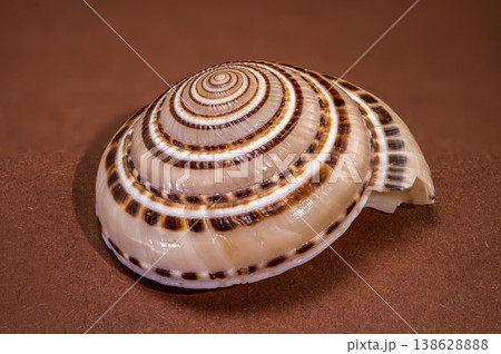 Clear Sundial seashell Architectonica perspectiva on a brown background Clear Sundial seashell Architectonica perspectiva on a brown background 138628888