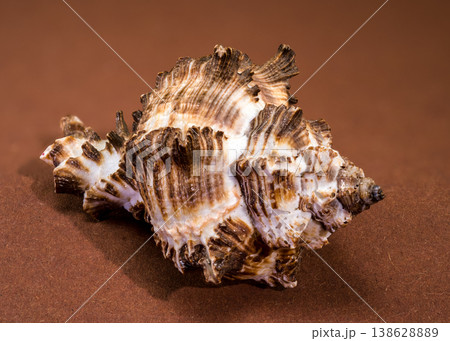 Endive Murex shell aperture Murex endivia on brown background Endive Murex shell aperture Murex endivia on brown background 138628889