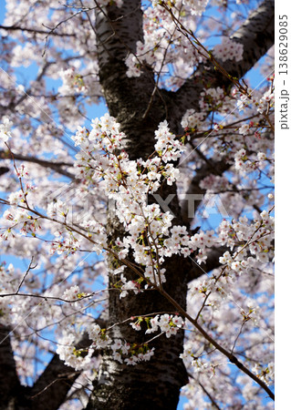 桜の花 桜の花 138629085