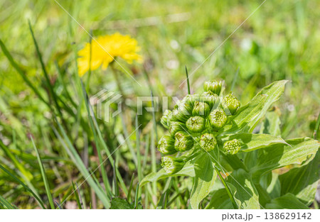 春の訪れを告げる山菜フキノトウ 138629142