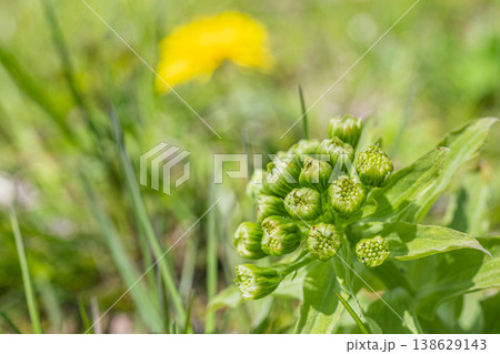 春の訪れを告げる山菜フキノトウ 138629143