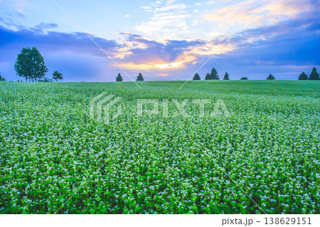 朝もやのそば畑に差し込む朝日の光芒 山本山高原の幻想的な夜明け 朝もやのそば畑に差し込む朝日の光芒 山本山高原の幻想的な夜明け 138629151