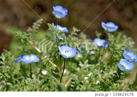 ネモフィラ 138629178