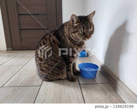 Tabby Cat Sitting by Water drink Bowl Tabby Cat Sitting by Water drink Bowl 138629199