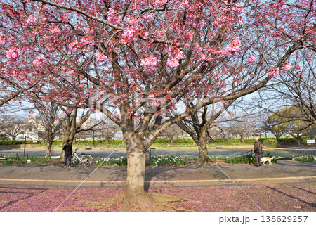 公園で半分ほど散った早咲き陽光さくら近くを散歩する人達 公園で半分ほど散った早咲き陽光さくら近くを散歩する人達 138629257