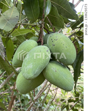 Close up of bunch green raw green mangoe fruits of the new season and green leaves on tree in the garden, Mango plantation Close up of bunch green raw green mangoe fruits of the new season and green leaves on tree in the garden, Mango plantation 138629373