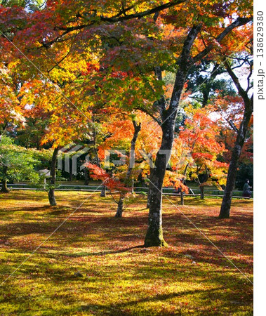 晴れた日に赤や緑に色づいた紅葉の木 138629380