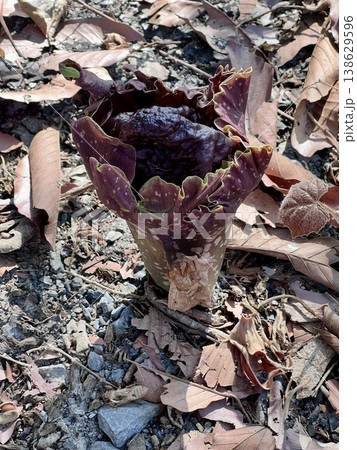 Stanley's water-tub, Elephant yam flower on the ground in the forest, Thailand, A close-up view of the Whitespot Giant Arum (Amorphophallus paeoniifolius) after blooming, is a plant native to Southeas Stanley's water-tub, Elephant yam flower on the ground in the forest, Thailand, A close-up view of the Whitespot Giant Arum (Amorphophallus paeoniifolius) after blooming, is a plant native to Southeas 138629596