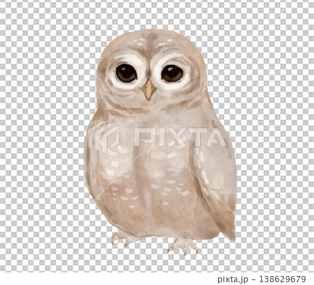 Barn owl watercolor painting for wildlife enthusiasts, children's books, or forest animal illustration collections. Woodland bird 138629679
